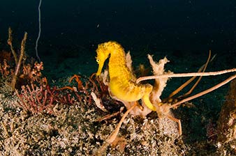 Thorny Seahorse