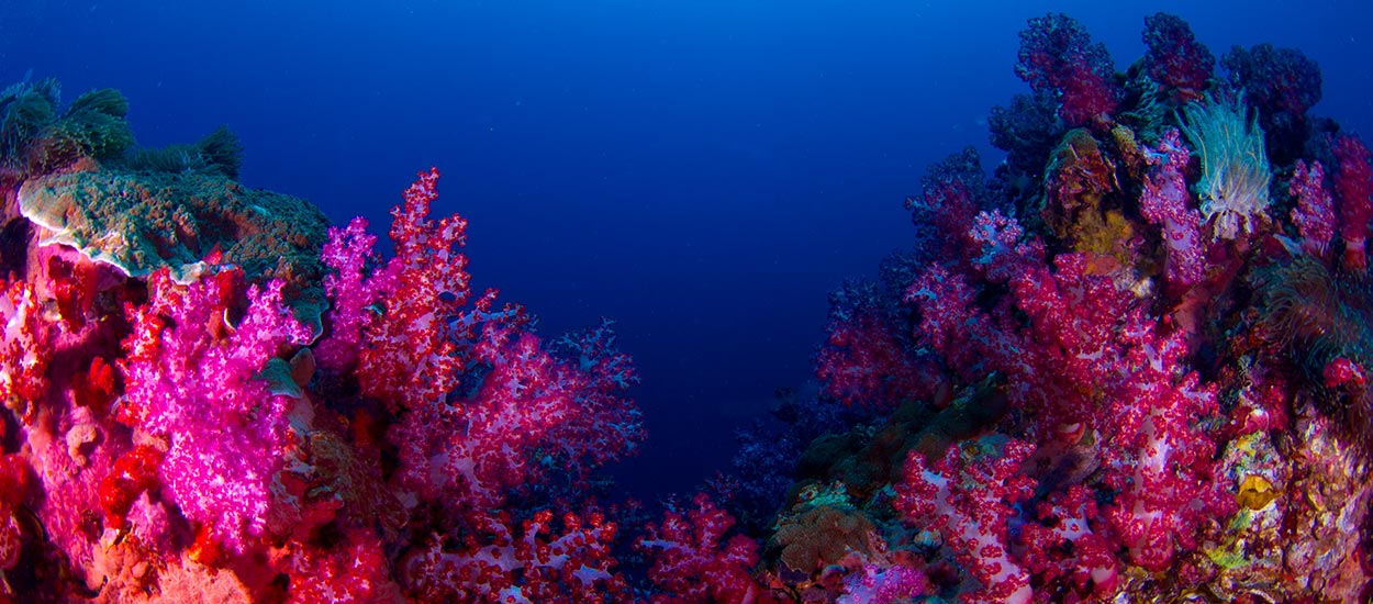 soft coral Myanmar